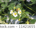 Strawberry Mating 2 11421655