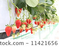 Strawberry field 11421656