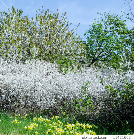 Springtime blossom 11421662
