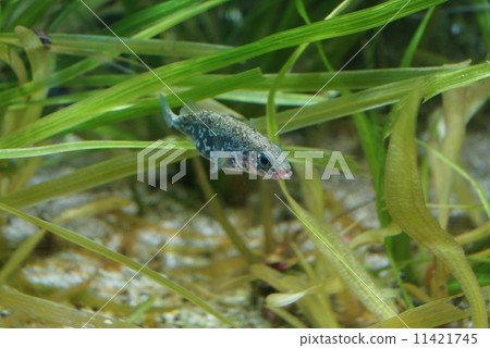 Smallhead刺 11421745