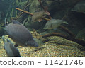 尼羅河鱸魚 11421746