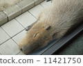 水豚 11421750