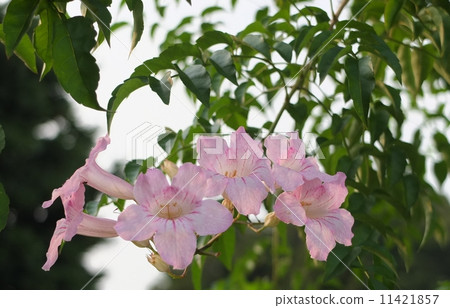 Nausuz Kazura 11421857