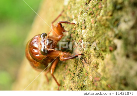 Larva of Abrasemii climbing on a tree ♪ 11421875