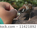 Feeding Feeding 11421892