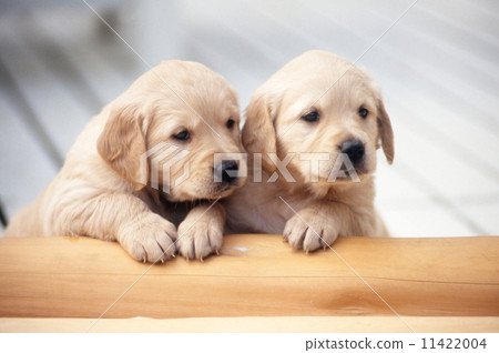 Cute little puppy 11422004