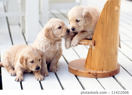 Cute little puppy 11422006