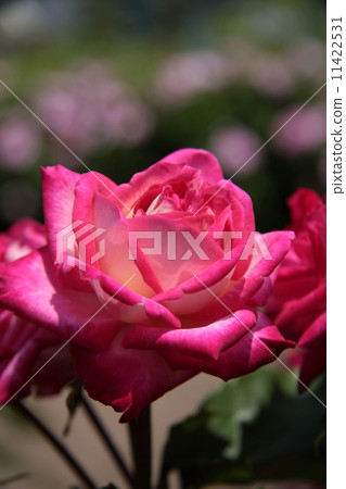 Rose Rose 11422531