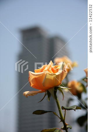 rose	 11422532