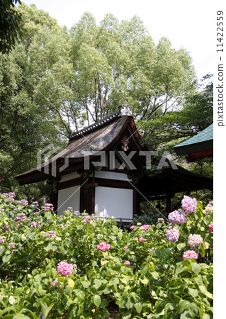 Hydrangea of Fujimori Shrine 11422559