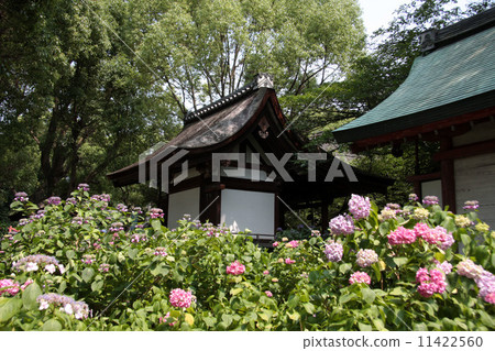Hydrangea of Fujimori Shrine 11422560