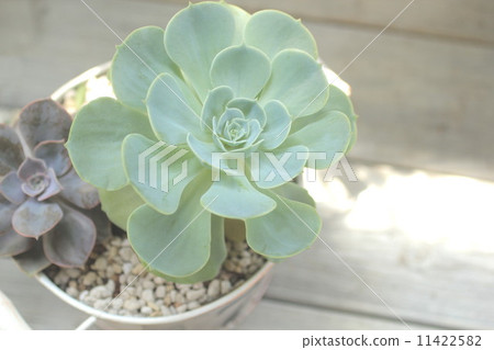 多汁植物 多汁植物 11422582