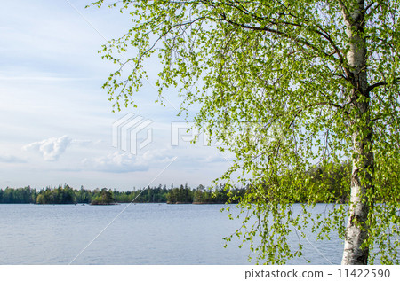 Birch at calm lake 11422590