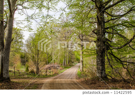 Beeches by a dirt road 11422595
