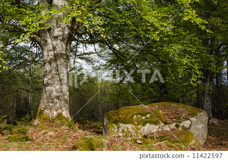 Old beech trunk Old beech trunk 11422597