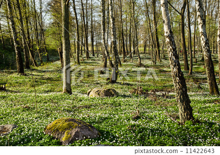 Wood anemone blossom Wood anemone blossom 11422643