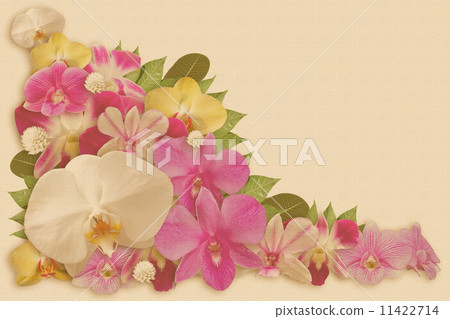 Set of Orchid Flower Background Set of Orchid Flower Background 11422714
