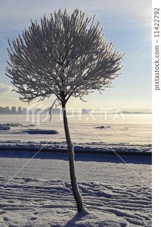 tree in snow 11422792