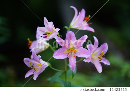 小百合姬 11423313