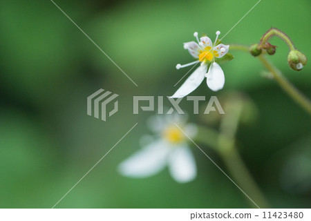 虎耳草 虎耳草 11423480