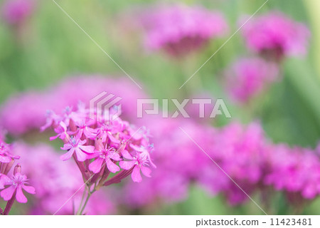 Musi Trinadesico 11423481