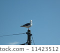 A gull on a telephone pole 11423512