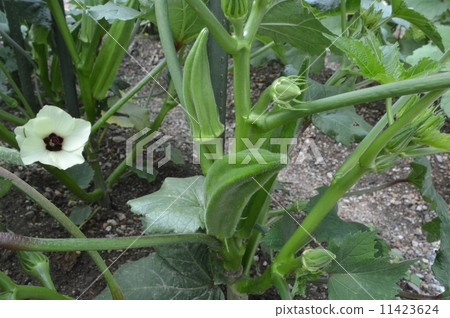 Okra cultivation Okra cultivation 11423624