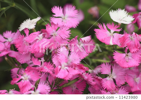 石竹花 11423980