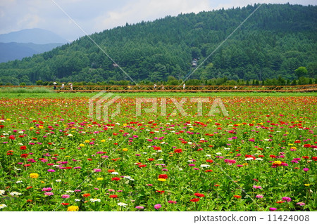 July Hanakunishesu · Asteraceae 23 sinia July Hanakunishesu · Asteraceae 23 sinia 11424008