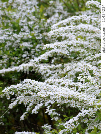 Yukiyanagi: Yukiyanagi 11424234