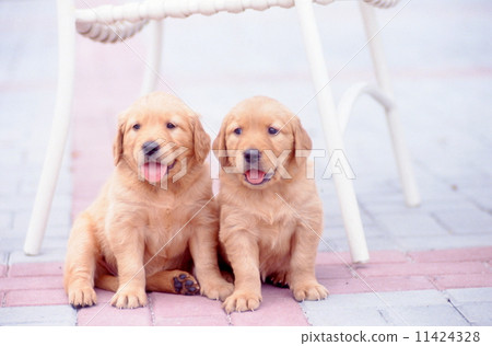 金毛獵犬 金毛獵犬 11424328