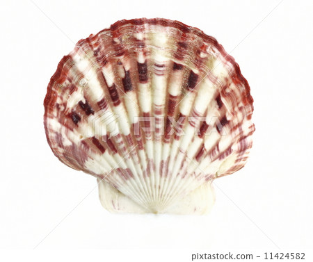 sea shell 11424582