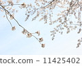 Cherry tree 1 11425402