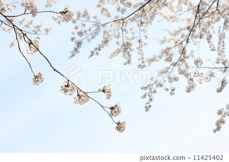 Cherry tree 1 11425402