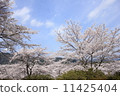 Mountain 1 with cherry blossoms 11425404