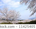 Mountain 2 with cherry blossoms 11425405