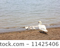Swan parent and child 11425406