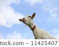 Goat 1 11425407