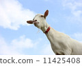 Goat 2 11425408