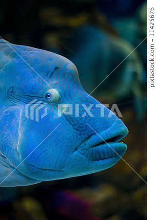 Fish eye, wrasse, profile portrait 11425676