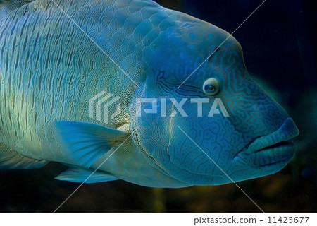 Fish eye, wrasse, profile portrait 11425677