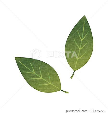 Plant leaves Herbs leaves Plant leaves Herbs leaves 11425729