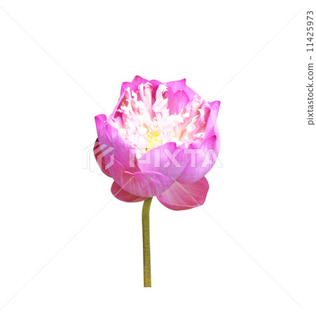 Lotus Frower Lotus Frower 11425973