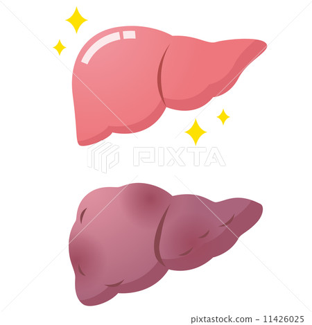 Medical health Liver Medical health Liver 11426025