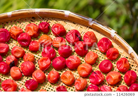 Umeboshi用大量的葉子做成紅梅，沐浴在陽光下 11426069