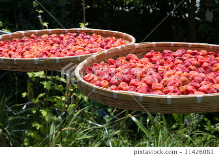 Umeboshi用大量的葉子做成紅梅,沐浴在陽光下 Umeboshi用大量的葉子做成紅梅,沐浴在陽光下 11426081