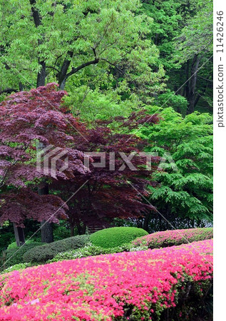 Azalea Forest 11426246