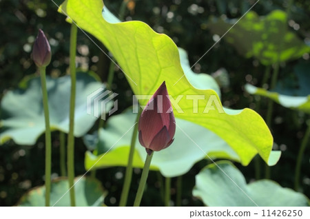 Each leaf lotus flower at Okayama Korakuen Each leaf lotus flower at Okayama Korakuen 11426250