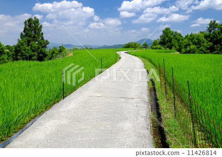 稻田在天空中 11426814