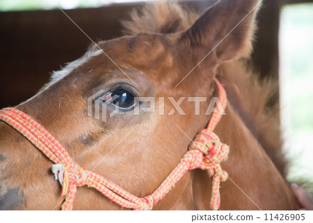 Two-month-old foal after losing Hokkaido racehorse Thoroughbred mother who returned to the stable Two-month-old foal after losing Hokkaido racehorse Thoroughbred mother who returned to the stable 11426905